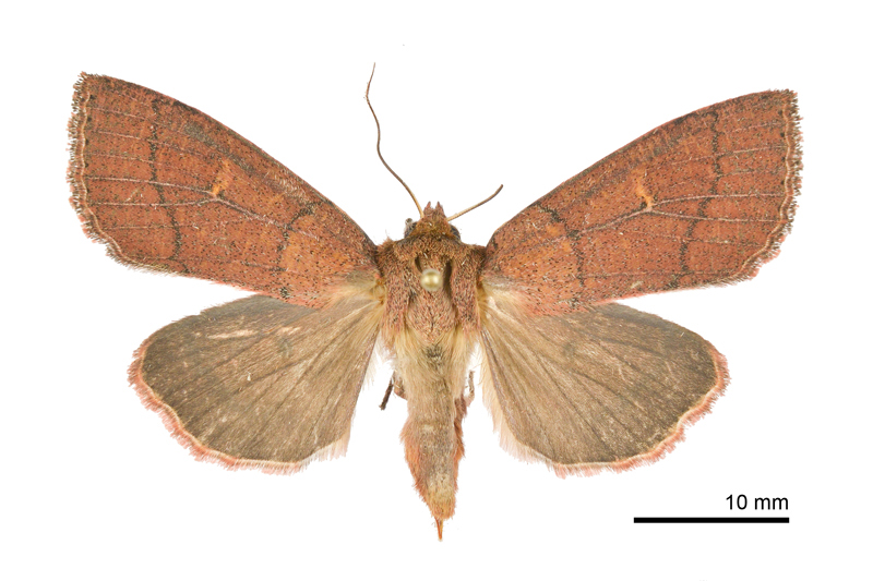 Mythimna divergens Female